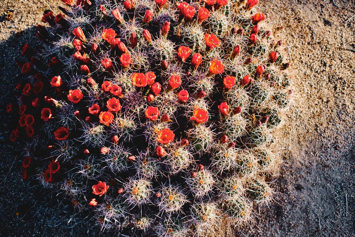 Blühender Kaktus mit roten Blüten im Joshua Tree Nationalpark