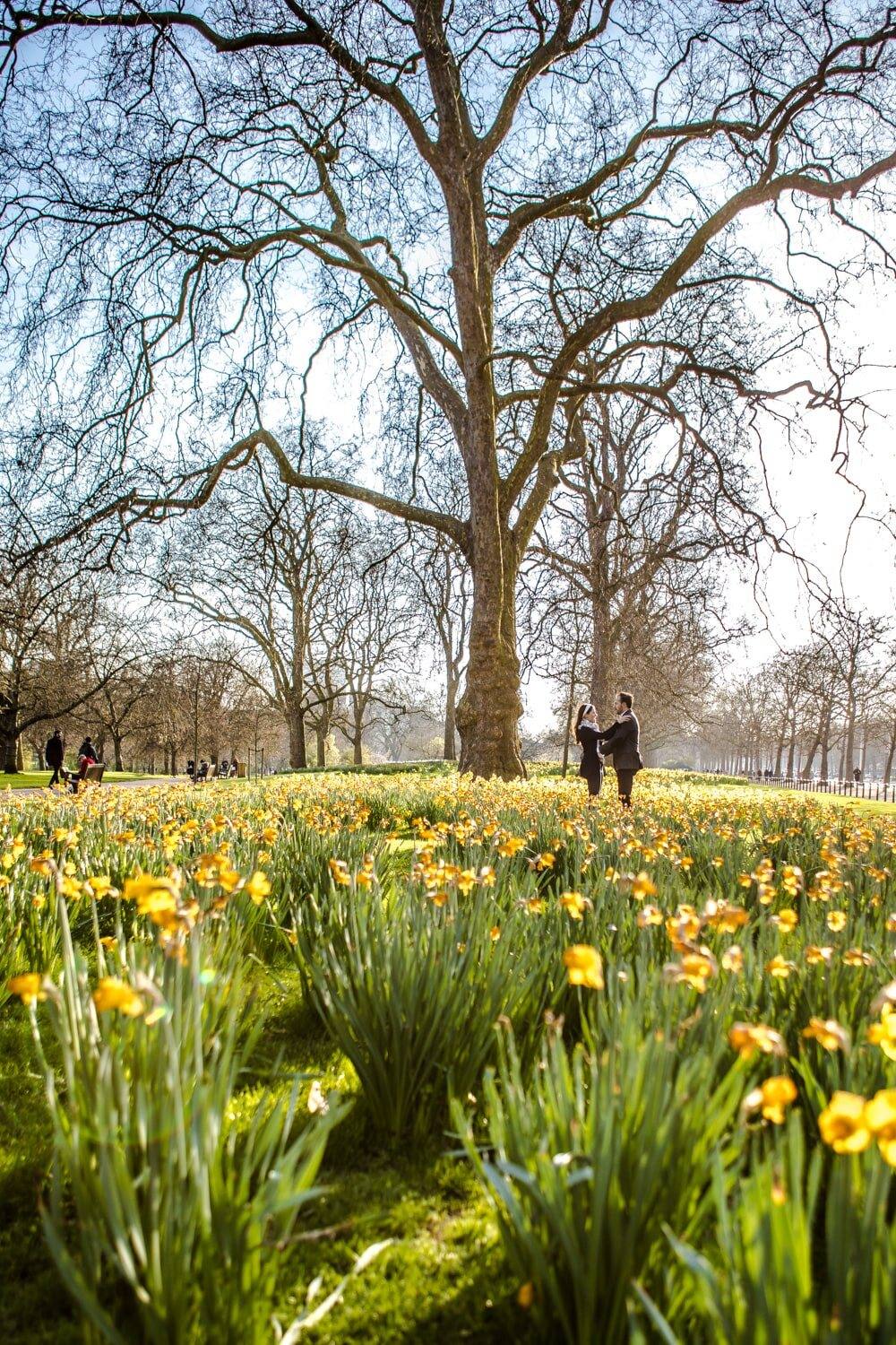 Park mit gelben Narzissen und kahlen Bäumen im Frühling, London