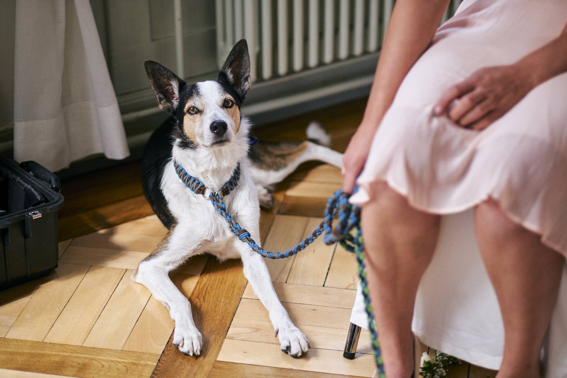 Hund der Hochzeitsgesellschaft blickt in die Kamera.